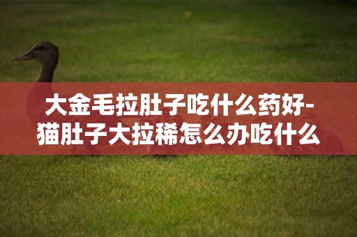 大金毛拉肚子吃什么藥好-貓肚子大拉稀怎么辦吃什么藥好