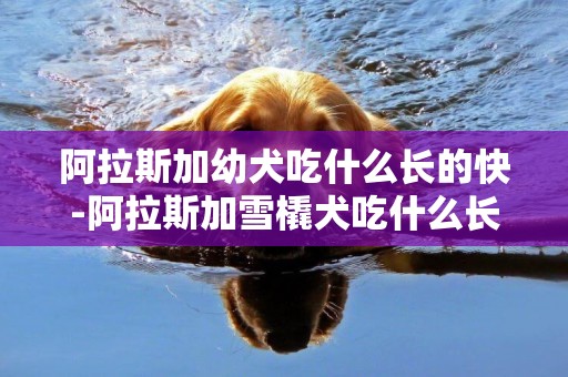 阿拉斯加幼犬吃什么長的快-阿拉斯加雪橇犬吃什么長得快