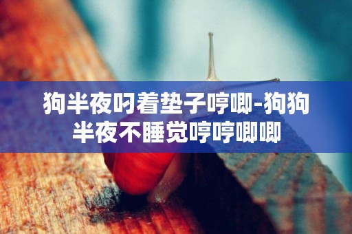 狗半夜叼著墊子哼唧-狗狗半夜不睡覺哼哼唧唧
