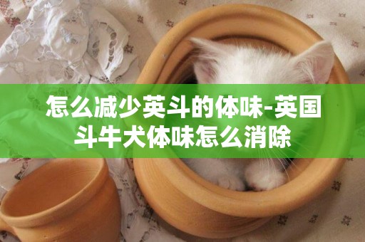 怎么減少英斗的體味-英國斗牛犬體味怎么消除