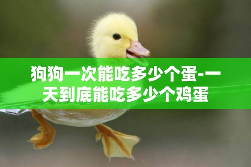 狗狗一次能吃多少個蛋-一天到底能吃多少個雞蛋