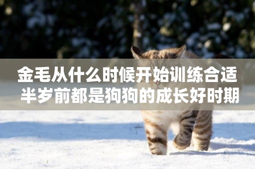 金毛從什么時候開始訓練合適 半歲前都是狗狗的成長好時期