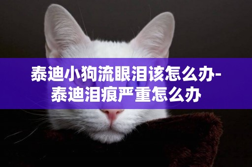 泰迪小狗流眼淚該怎么辦-泰迪淚痕嚴重怎么辦