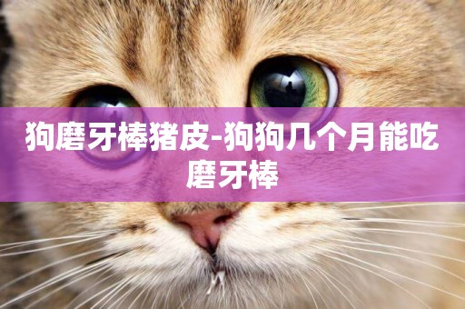 狗磨牙棒豬皮-狗狗幾個月能吃磨牙棒