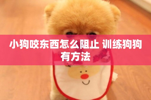 小狗咬東西怎么阻止 訓練狗狗有方法