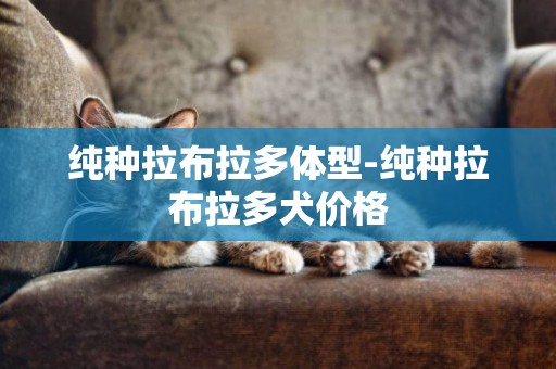 純種拉布拉多體型-純種拉布拉多犬價格
