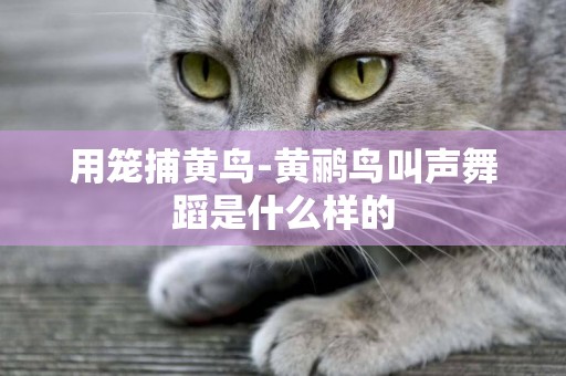 用籠捕黃鳥-黃鸝鳥叫聲舞蹈是什么樣的