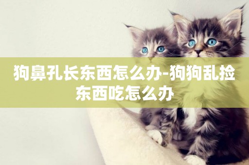 狗鼻孔長東西怎么辦-狗狗亂撿東西吃怎么辦