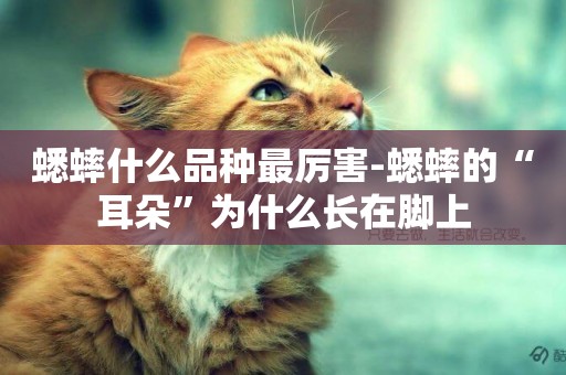 蟋蟀什么品種最厲害-蟋蟀的“耳朵”為什么長在腳上