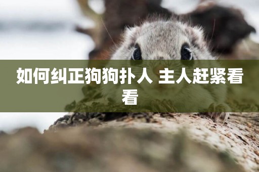如何糾正狗狗撲人 主人趕緊看看