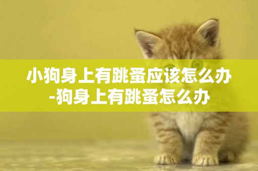 小狗身上有跳蚤應該怎么辦-狗身上有跳蚤怎么辦