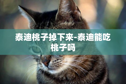 泰迪桃子掉下來-泰迪能吃桃子嗎