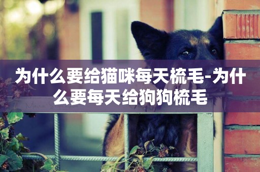 為什么要給貓咪每天梳毛-為什么要每天給狗狗梳毛