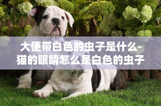 大便帶白色的蟲子是什么-貓的眼睛怎么是白色的蟲子