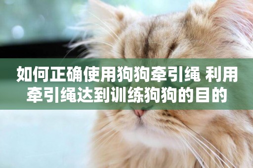 如何正確使用狗狗牽引繩 利用牽引繩達到訓練狗狗的目的