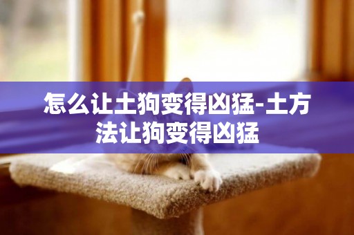 怎么讓土狗變得兇猛-土方法讓狗變得兇猛