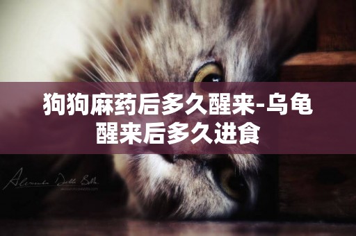狗狗麻藥后多久醒來-烏龜醒來后多久進食