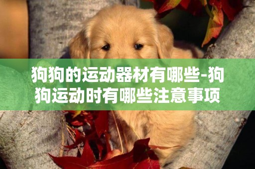 狗狗的運動器材有哪些-狗狗運動時有哪些注意事項