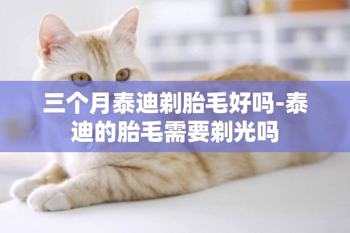 三個月泰迪剃胎毛好嗎-泰迪的胎毛需要剃光嗎