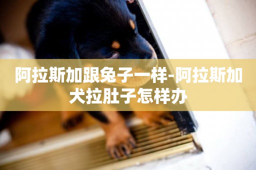 阿拉斯加跟兔子一樣-阿拉斯加犬拉肚子怎樣辦