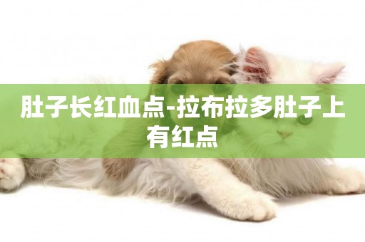 肚子長紅血點-拉布拉多肚子上有紅點