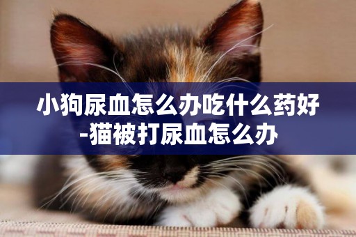 小狗尿血怎么辦吃什么藥好-貓被打尿血怎么辦