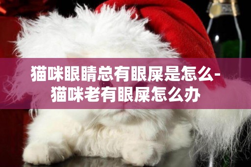 貓咪眼睛總有眼屎是怎么-貓咪老有眼屎怎么辦