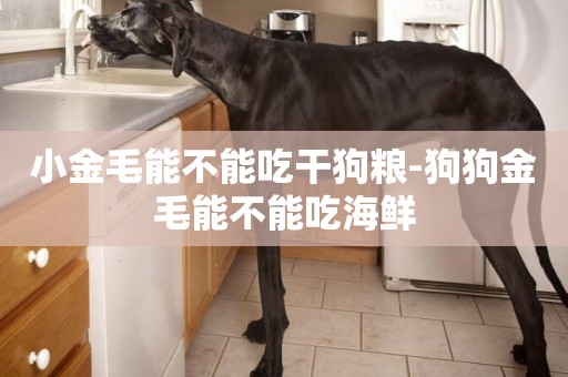 小金毛能不能吃干狗糧-狗狗金毛能不能吃海鮮