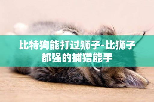 比特狗能打過獅子-比獅子都強的捕獵能手