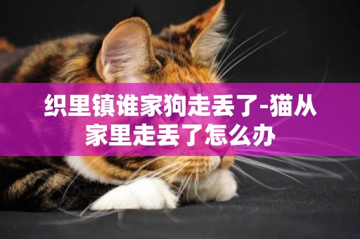 織里鎮誰家狗走丟了-貓從家里走丟了怎么辦