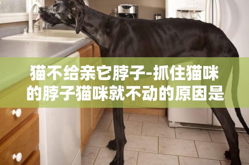 貓不給親它脖子-抓住貓咪的脖子貓咪就不動的原因是什么