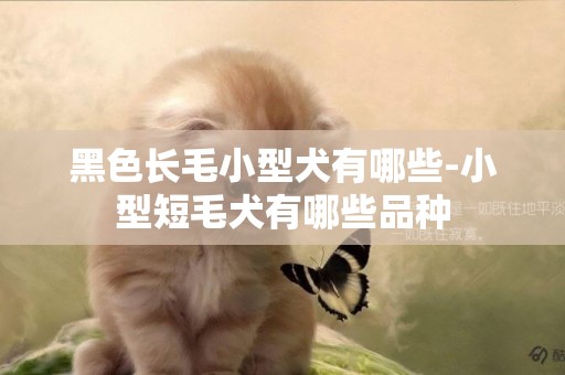 黑色長毛小型犬有哪些-小型短毛犬有哪些品種