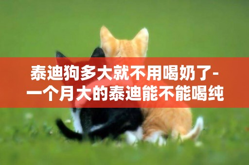 泰迪狗多大就不用喝奶了-一個月大的泰迪能不能喝純牛奶