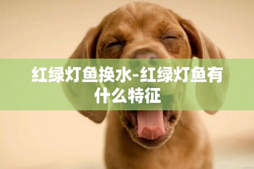 紅綠燈魚換水-紅綠燈魚有什么特征