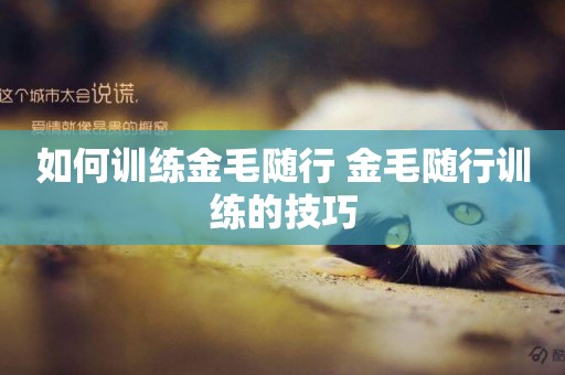 如何訓練金毛隨行 金毛隨行訓練的技巧