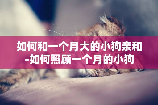 如何和一個月大的小狗親和-如何照顧一個月的小狗