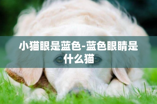 小貓眼是藍色-藍色眼睛是什么貓
