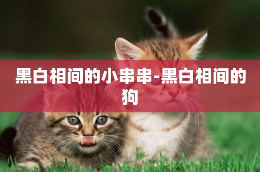 黑白相間的小串串-黑白相間的狗