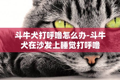 斗牛犬打呼嚕怎么辦-斗牛犬在沙發上睡覺打呼嚕