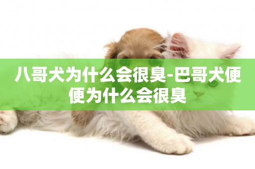 八哥犬為什么會很臭-巴哥犬便便為什么會很臭