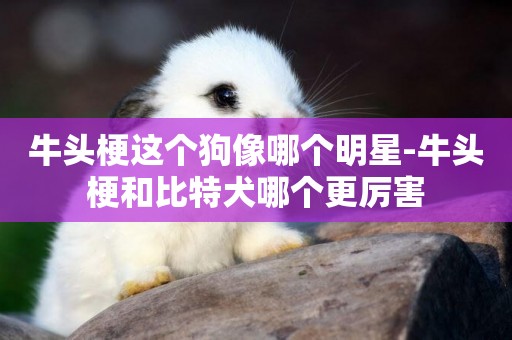 牛頭梗這個狗像哪個明星-牛頭梗和比特犬哪個更厲害