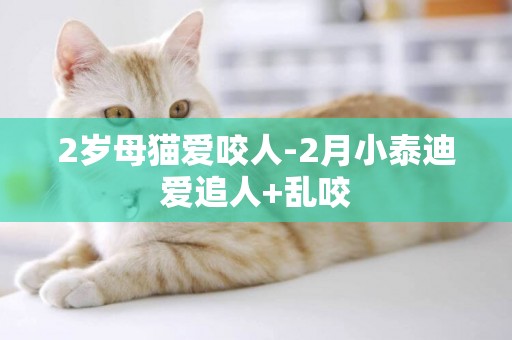 2歲母貓愛咬人-2月小泰迪愛追人+亂咬