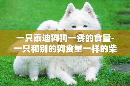 一只泰迪狗狗一餐的食量-一只和別的狗食量一樣的柴犬
