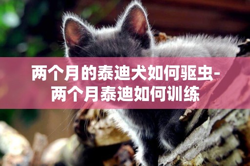 兩個月的泰迪犬如何驅蟲-兩個月泰迪如何訓練