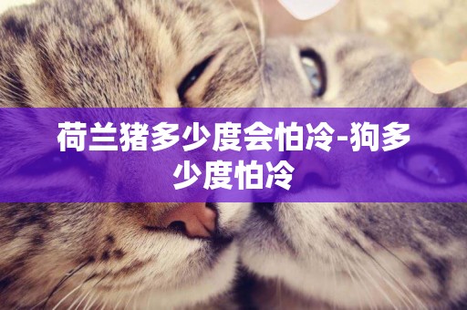 荷蘭豬多少度會怕冷-狗多少度怕冷