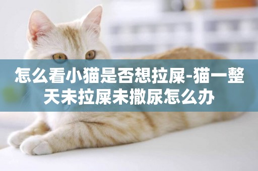 怎么看小貓是否想拉屎-貓一整天未拉屎未撒尿怎么辦