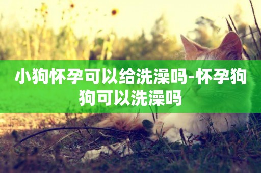 小狗懷孕可以給洗澡嗎-懷孕狗狗可以洗澡嗎