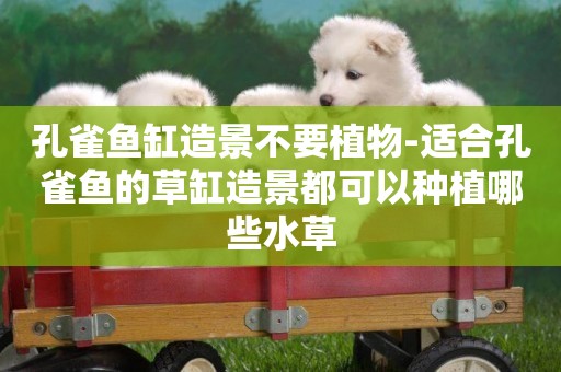 孔雀魚缸造景不要植物-適合孔雀魚的草缸造景都可以種植哪些水草