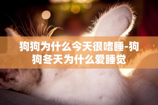 狗狗為什么今天很嗜睡-狗狗冬天為什么愛睡覺