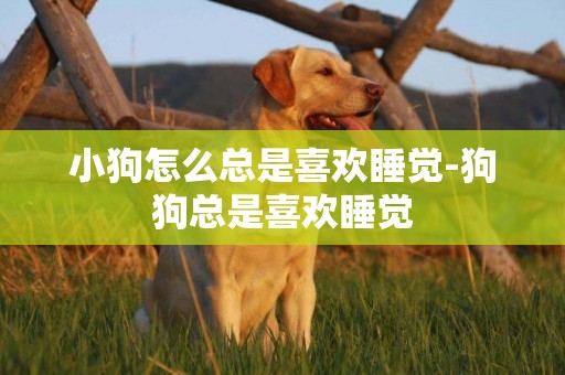 小狗怎么總是喜歡睡覺-狗狗總是喜歡睡覺